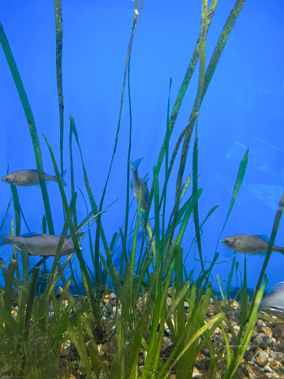 エントランスのミニ水族館